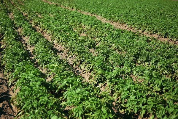 Spring field background — Stock Photo, Image