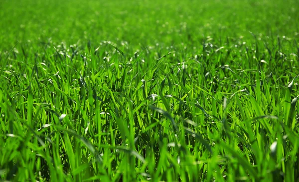 Groene grasachtergrond — Stockfoto