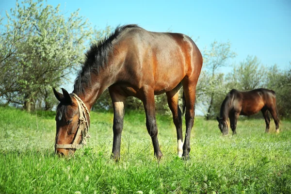 Beautiful horses in the field — Stock Photo, Image