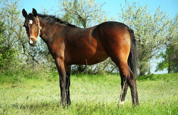 Belo cavalo no campo — Fotografia de Stock