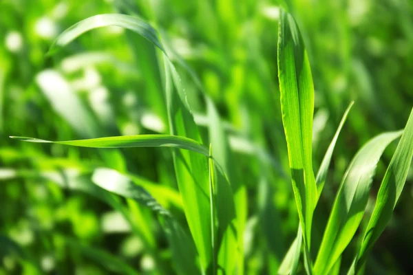 Grüner Hintergrund — Stockfoto