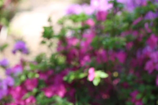 Cama de flores con flores de colores brillantes — Foto de Stock