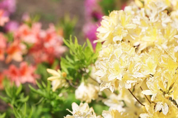 เตียงดอกไม้ที่มีดอกไม้สีสันสดใส — ภาพถ่ายสต็อก