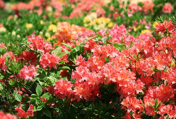 Cama de flores con flores de colores brillantes — Foto de Stock