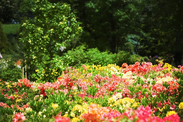 밝은 다채로운 꽃으로 꽃 침대 — 스톡 사진