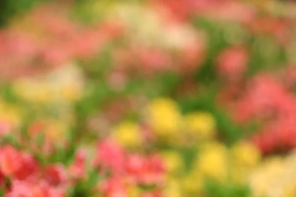 Bloem bed met heldere kleurrijke bloemen — Stockfoto