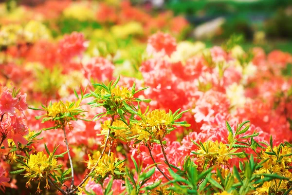 Cama de flores con flores de colores brillantes — Foto de Stock