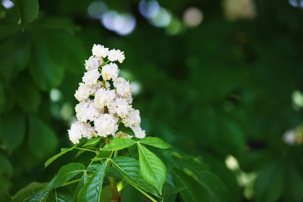 Beautiful blooming chestnut — Stock Photo, Image