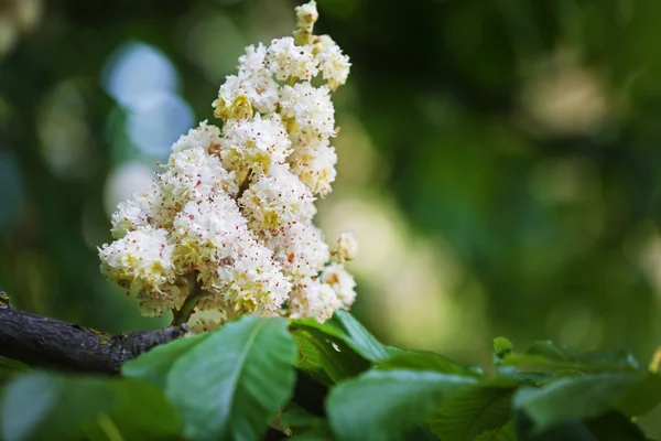 Hermosa castaña floreciente — Foto de Stock