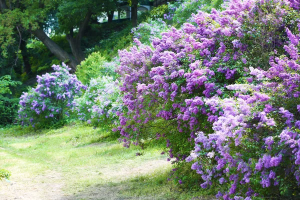 식물원에서 아름 다운 라일락 — 스톡 사진