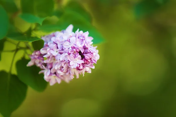 美丽淡紫色的植物园 — 图库照片