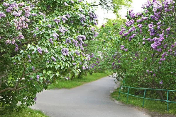 Footpath with lilac of both sides — Stock Photo, Image