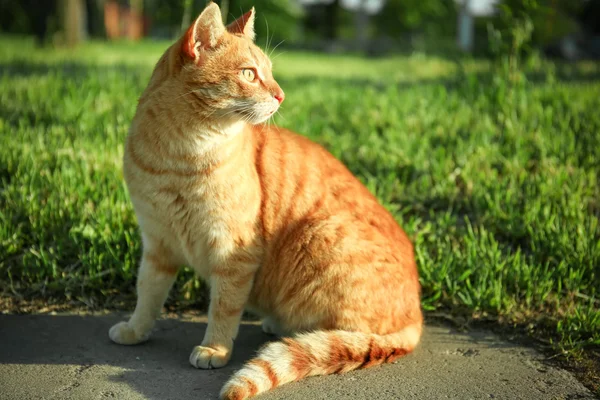 Червоний кіт сидить надворі — стокове фото