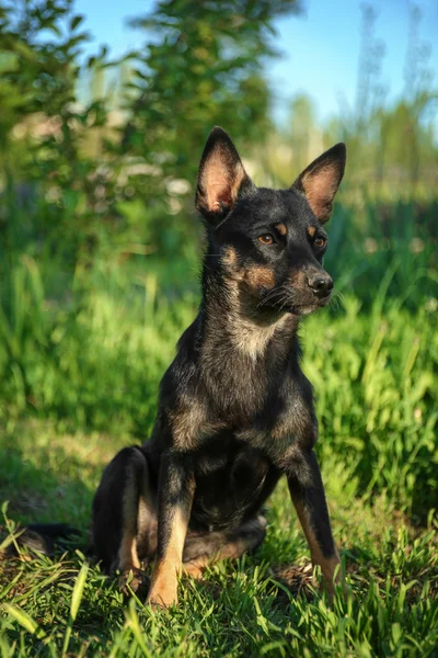 Schattige kleine puppy zitten — Stockfoto