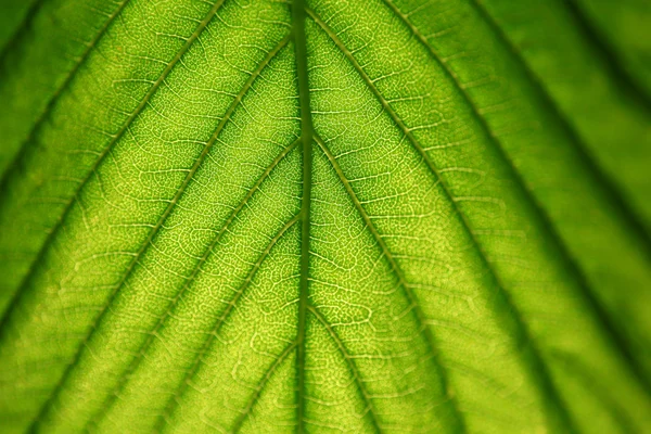 Textura de la hoja de castaño — Foto de Stock