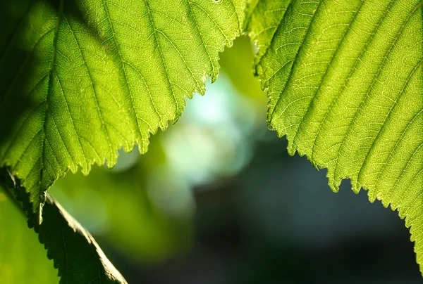 Feuilles de châtaignier sur fond — Photo