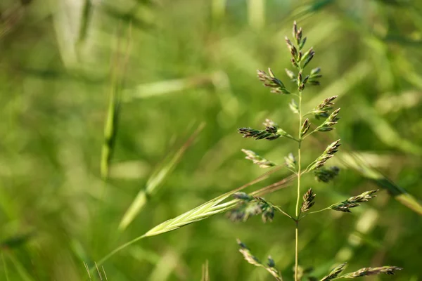 Buntes grünes Gras — Stockfoto