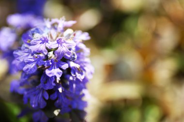 Mavi çiçek çiçek 