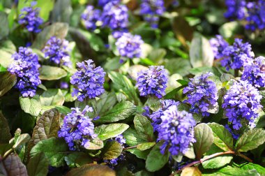 Mavi çiçek çiçek 