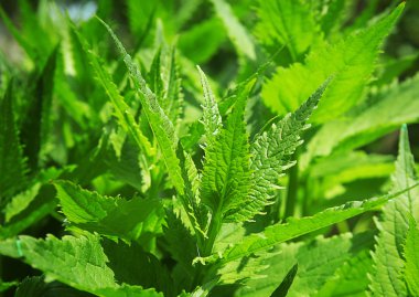 yeşil yapraklar arkaplan