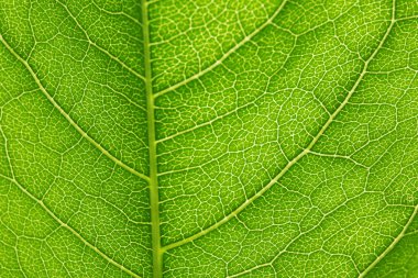 yaprak yeşil arka plan