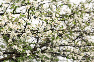 bahar ağacı dalları