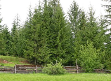 köknar ağacı orman