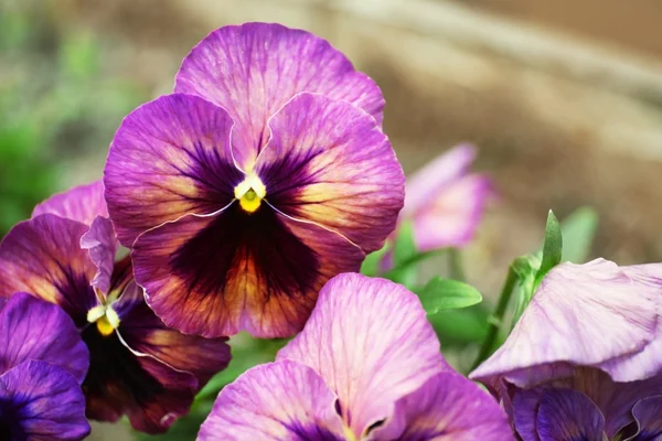 Violetas pequenas florescendo — Fotografia de Stock