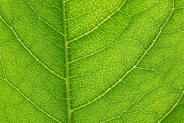 Fondo de hoja verde — Foto de Stock