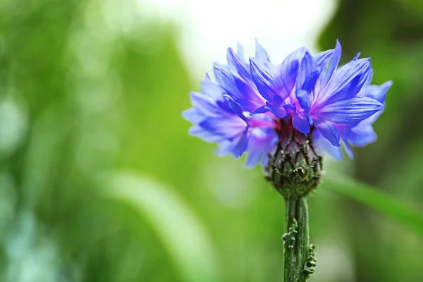 Blooming wild flower — Stock Photo, Image