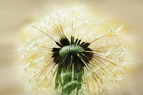 Einzelne Löwenzahnblüte — Stockfoto