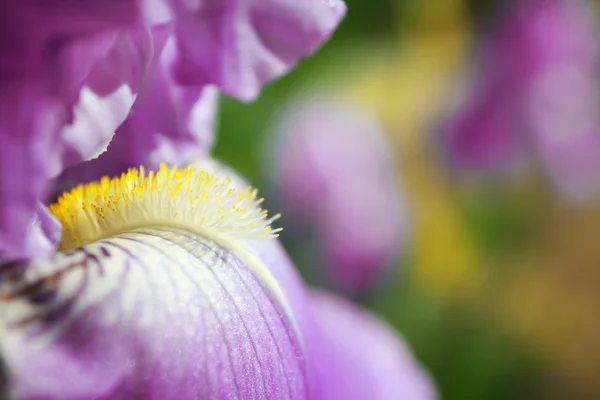 Квітучий Ірис квітка — стокове фото