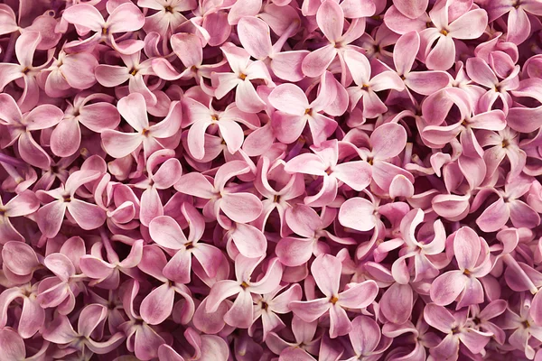 Όμορφο ροζ λιλά — Φωτογραφία Αρχείου