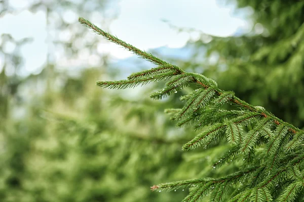 Fir tree, closeup — Stock Photo, Image