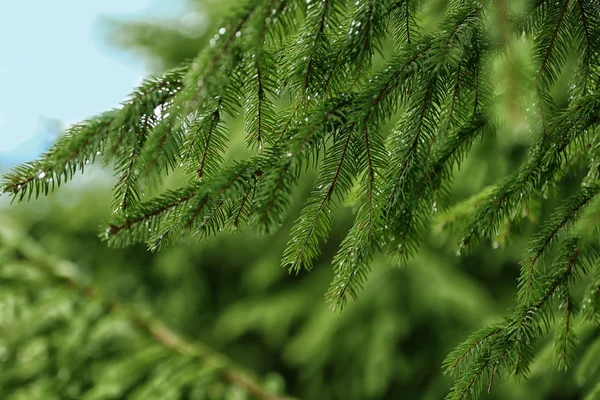 FIR tree, närbild — Stockfoto