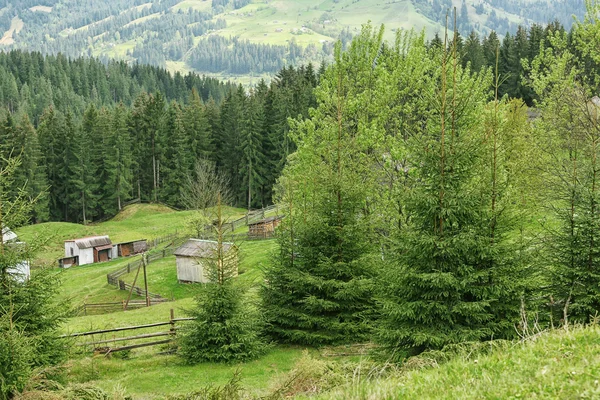 Waldgrüne Hügel — Stockfoto