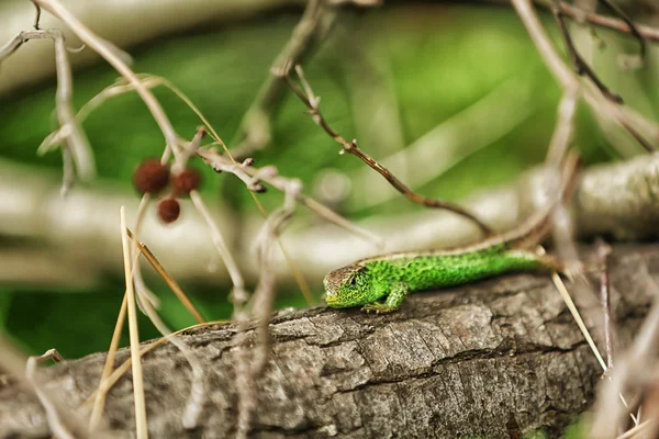 Pequeno lagarto verde — Fotografia de Stock