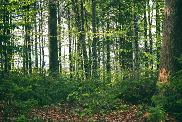 Sommerwald an Hängen — Stockfoto