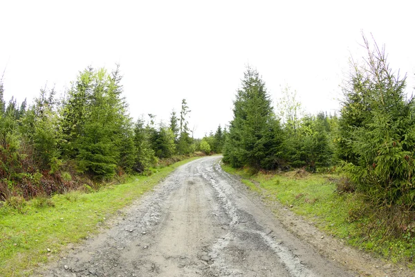 Pathway in mountain forest — Stock Photo, Image