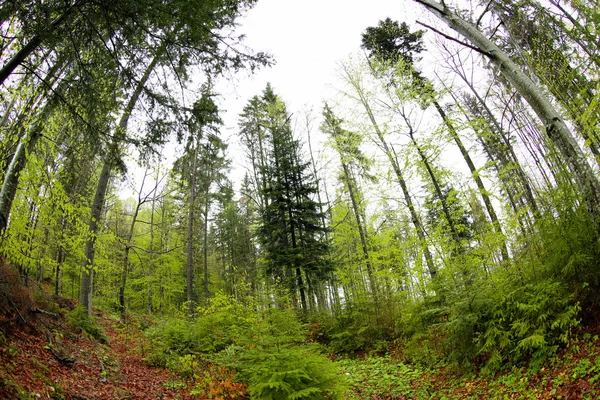 Tops de árvores na floresta — Fotografia de Stock