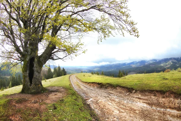 Bosque de verano en laderas — Foto de Stock