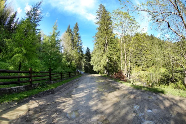 Pathway in mountain forest — Stock Photo, Image