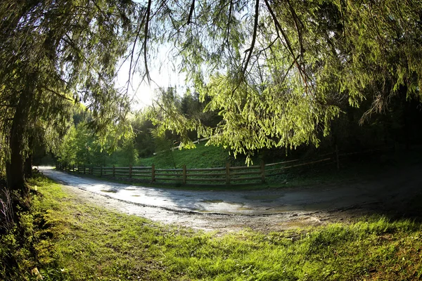 Camino en el bosque de montaña — Foto de Stock