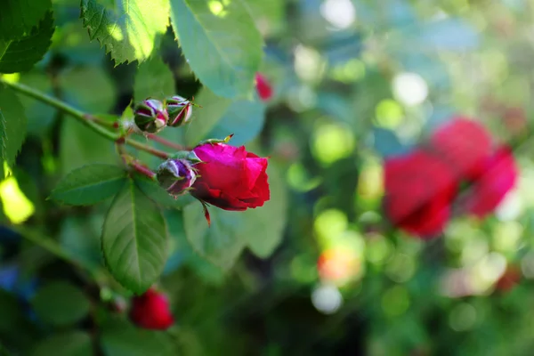 Rode roos op groen — Stockfoto