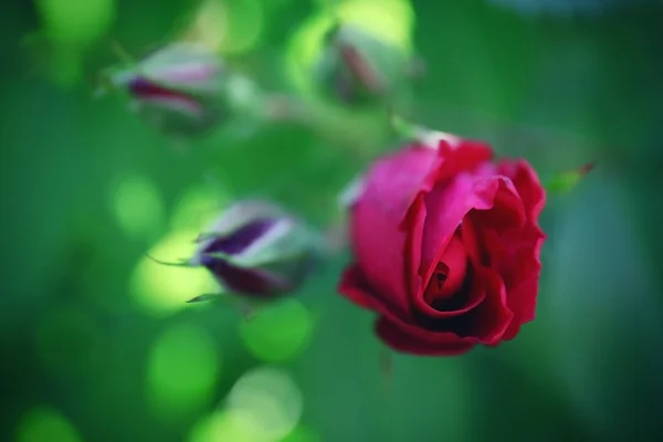 Red rose on green — Stock Photo, Image