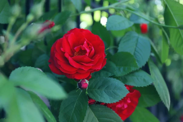 Rose rouge sur vert — Photo