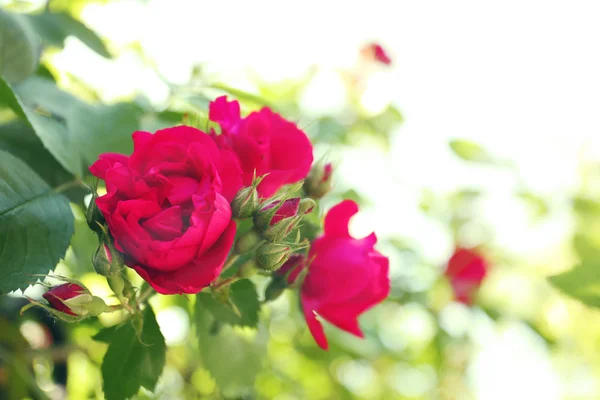 Red rose on green — Stock Photo, Image