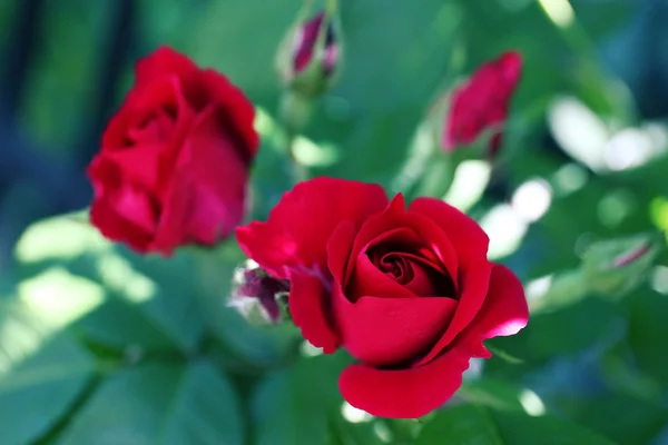 Rosa roja sobre verde — Foto de Stock