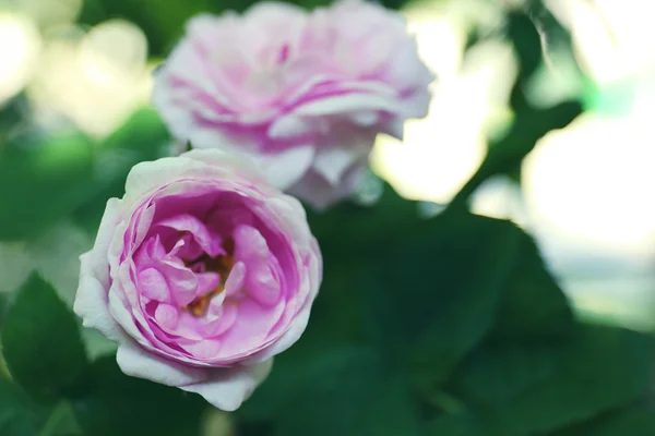 Rosas rosa no fundo verde — Fotografia de Stock