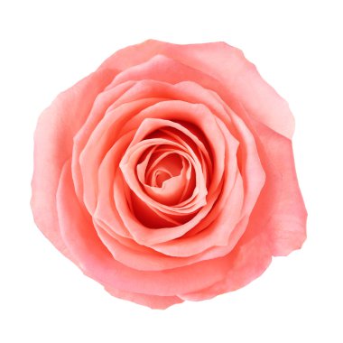 pembe gül çiçeği 